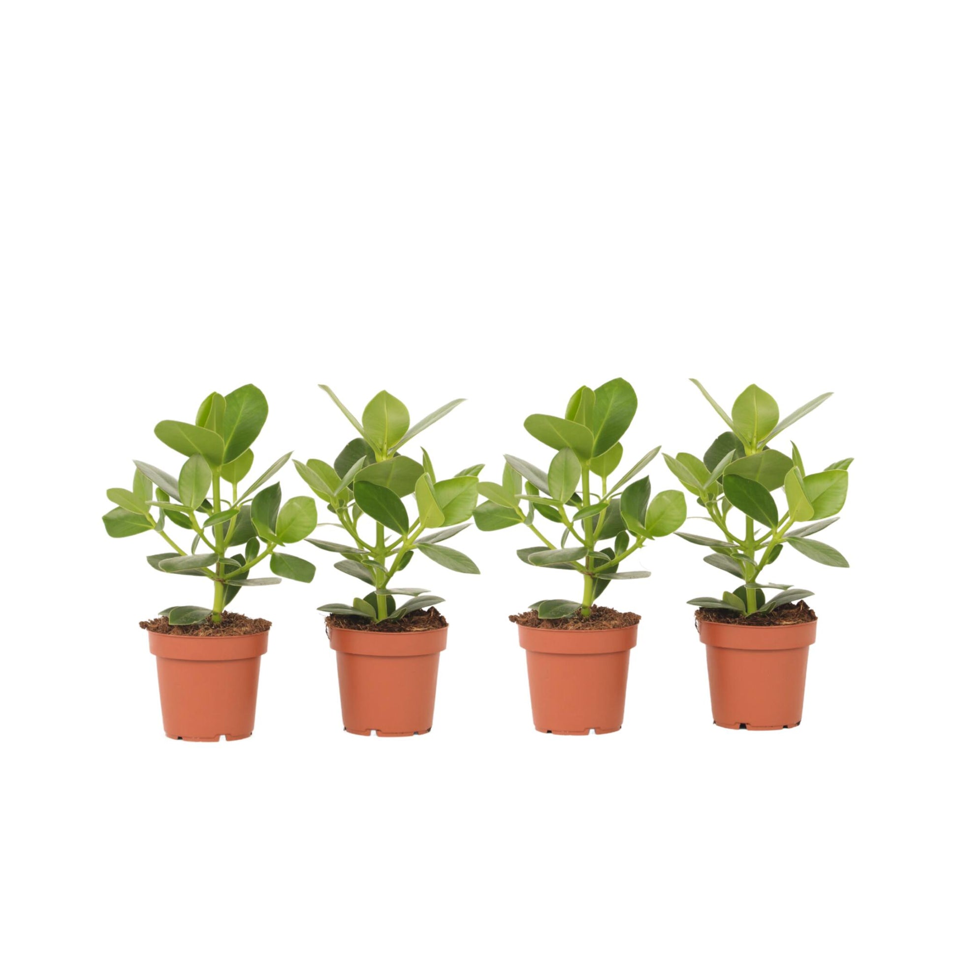 Copey Rosado - 4 Pzs - Clusia Rosea 'princess' - Altura 25-35cm - ⌀12cm_0
