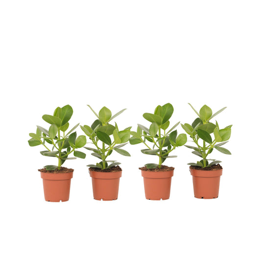 Copey Rosado - 4 Pzs - Clusia Rosea 'princess' - Altura 25-35cm - ⌀12cm_0