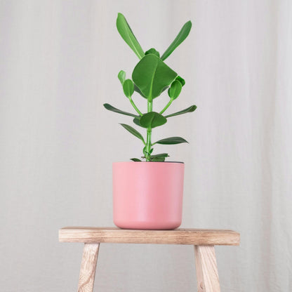 Copey Rosado - 4 Pzs - Clusia Rosea 'princess' - Altura 25-35cm - ⌀12cm_1