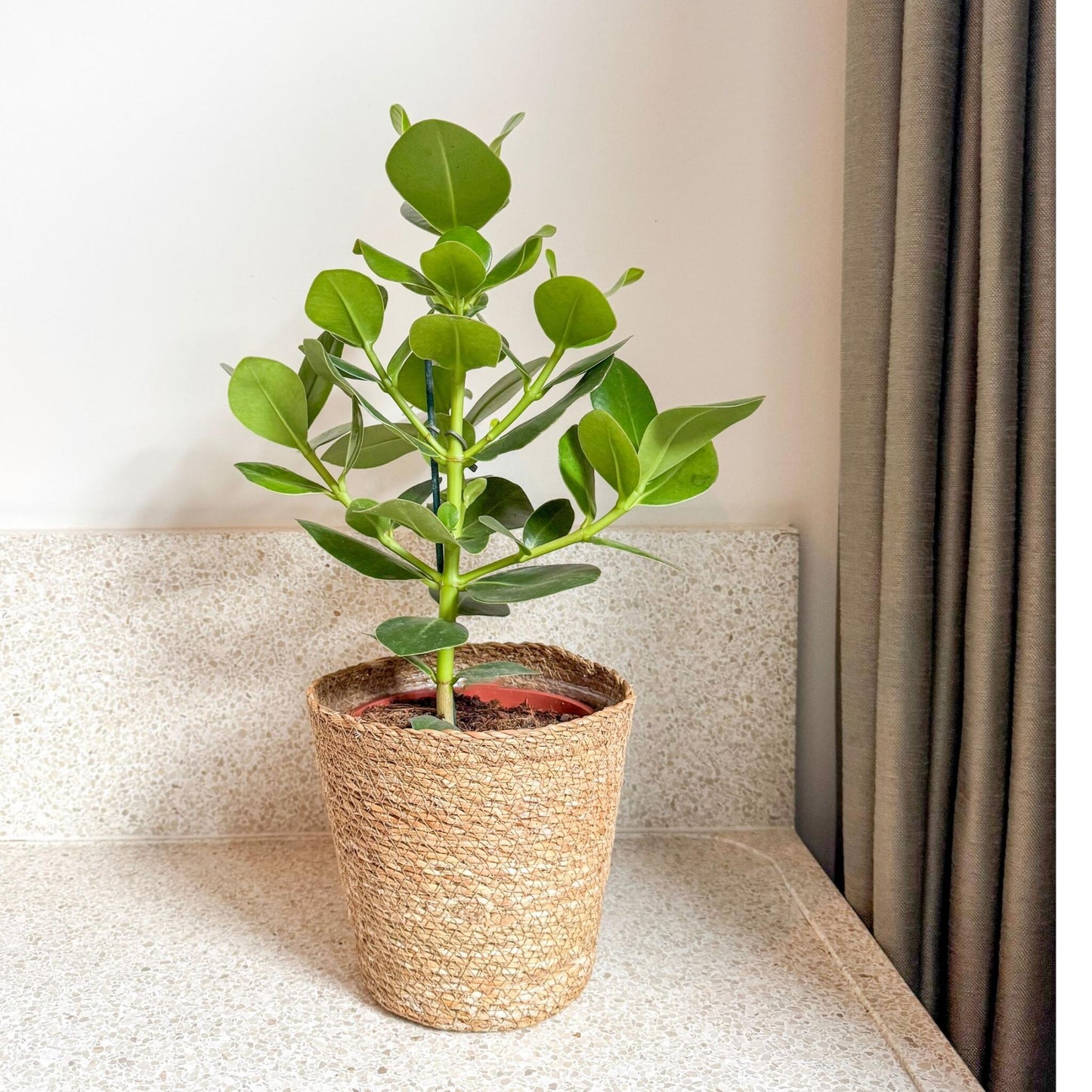 Copey Rosado - Clusia Rosea 'princess' - Incluye Cesta - Altura 50-60cm - ⌀17cm_1