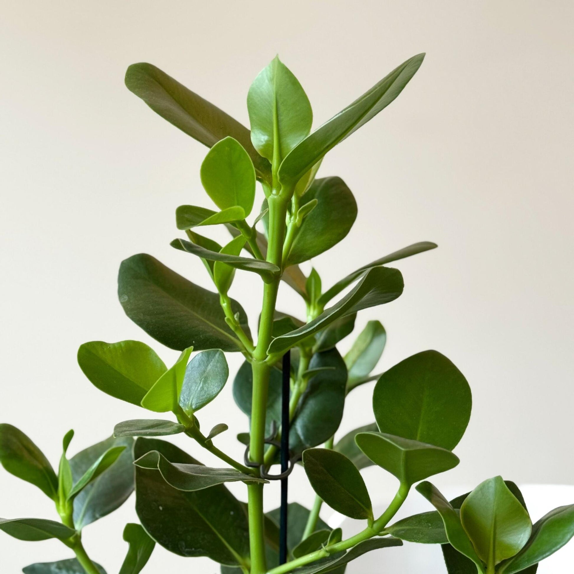 Copey Rosado - Clusia Rosea 'princess' - Incluye Cesta - Altura 50-60cm - ⌀17cm_3
