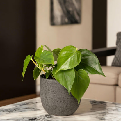 Corazón De Hombre - 4 Pzs - Peperomia Polybotrya - Altura 20-30cm - ⌀12cm_1