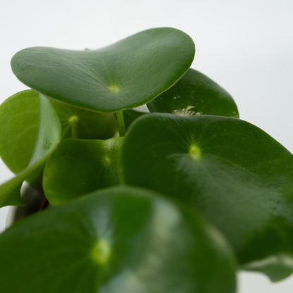 Corazón De Hombre - 4 Pzs - Peperomia Polybotrya - Altura 20-30cm - ⌀12cm_3