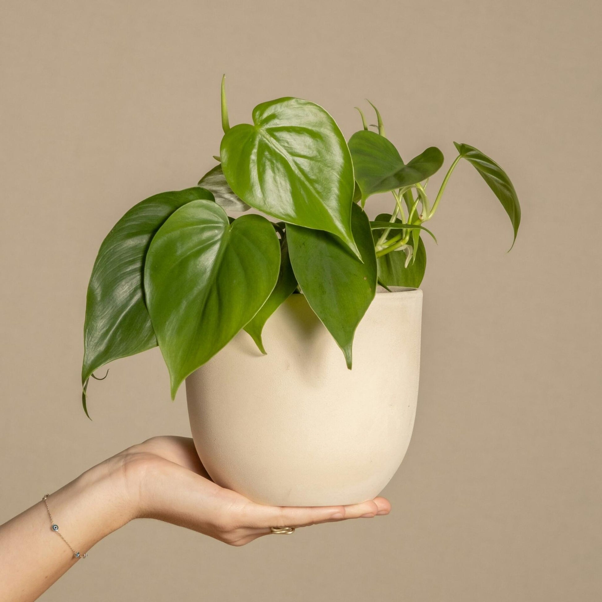 Corazón De Hombre - 4 Pzs - Peperomia Polybotrya - Altura 20-30cm - ⌀12cm_4