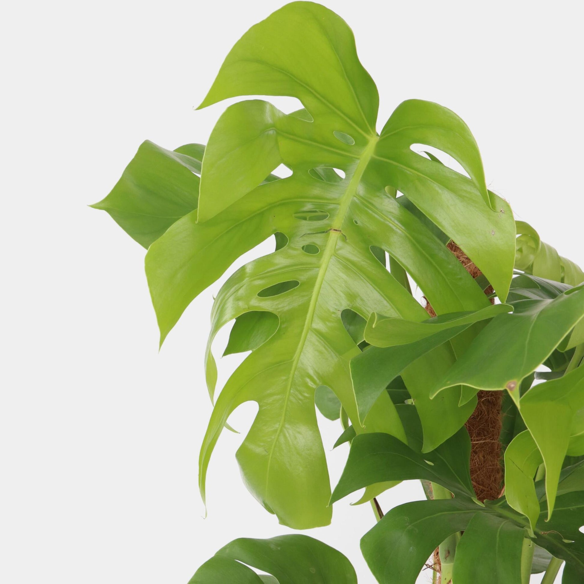 Costilla De Adán - Monstera Deliciosa - Altura 120-130cm - ⌀24cm_3