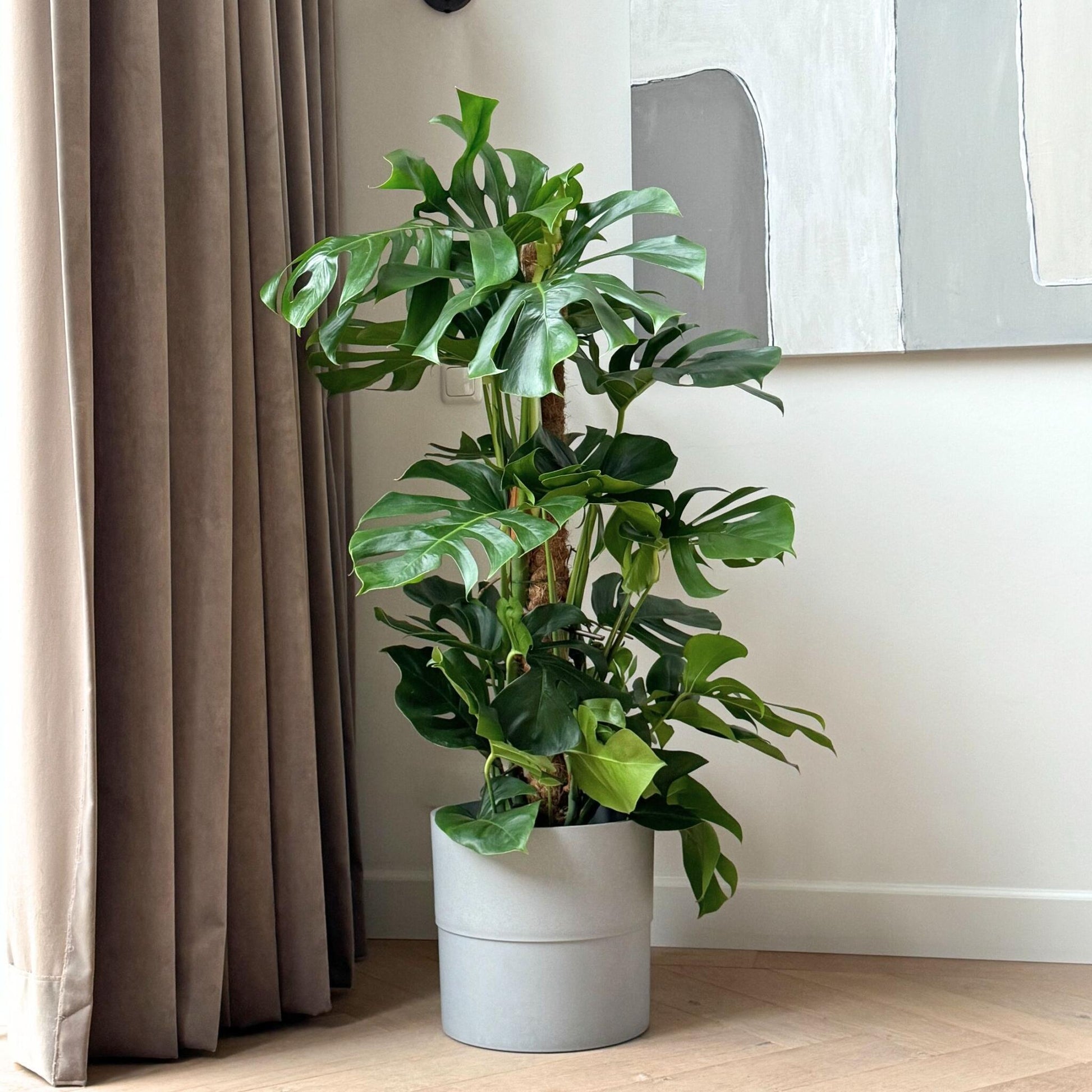 Costilla De Adán - Monstera Deliciosa - Altura 120-130cm - ⌀24cm_4