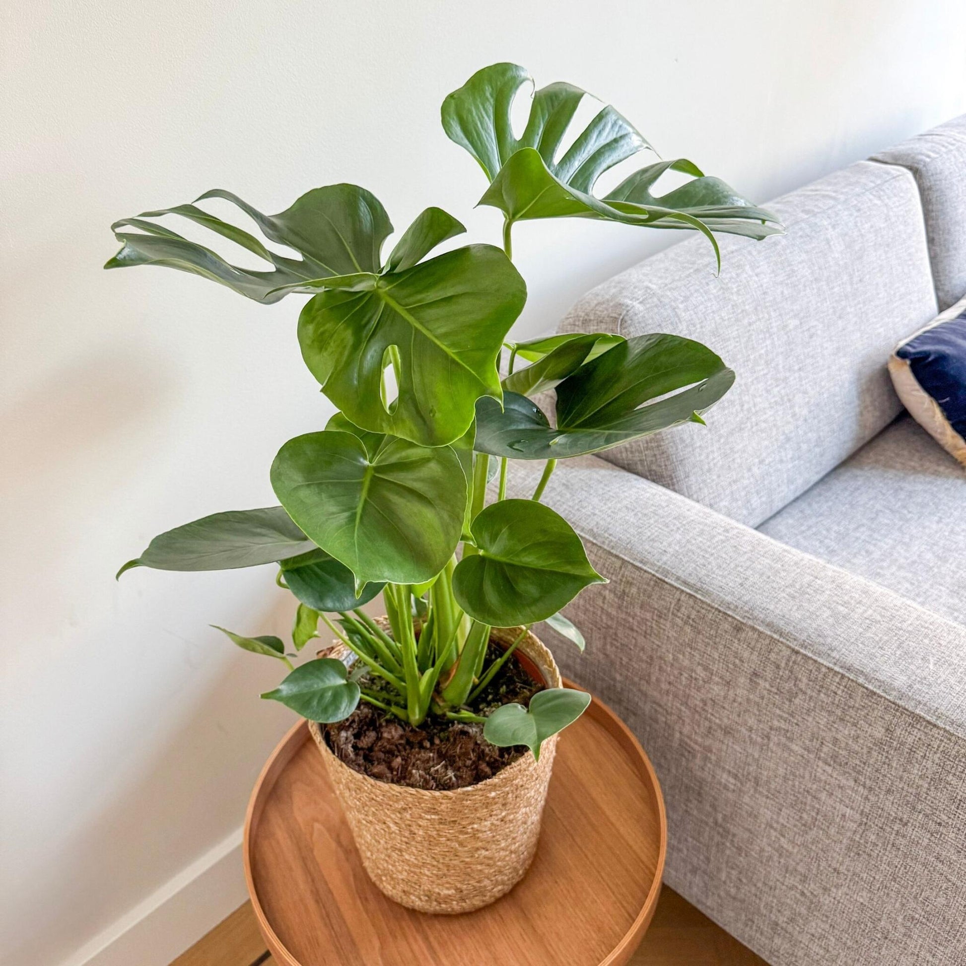 Costilla De Adán - Monstera Deliciosa - Incluye Cesta - Altura 50-60cm - ⌀17cm_1