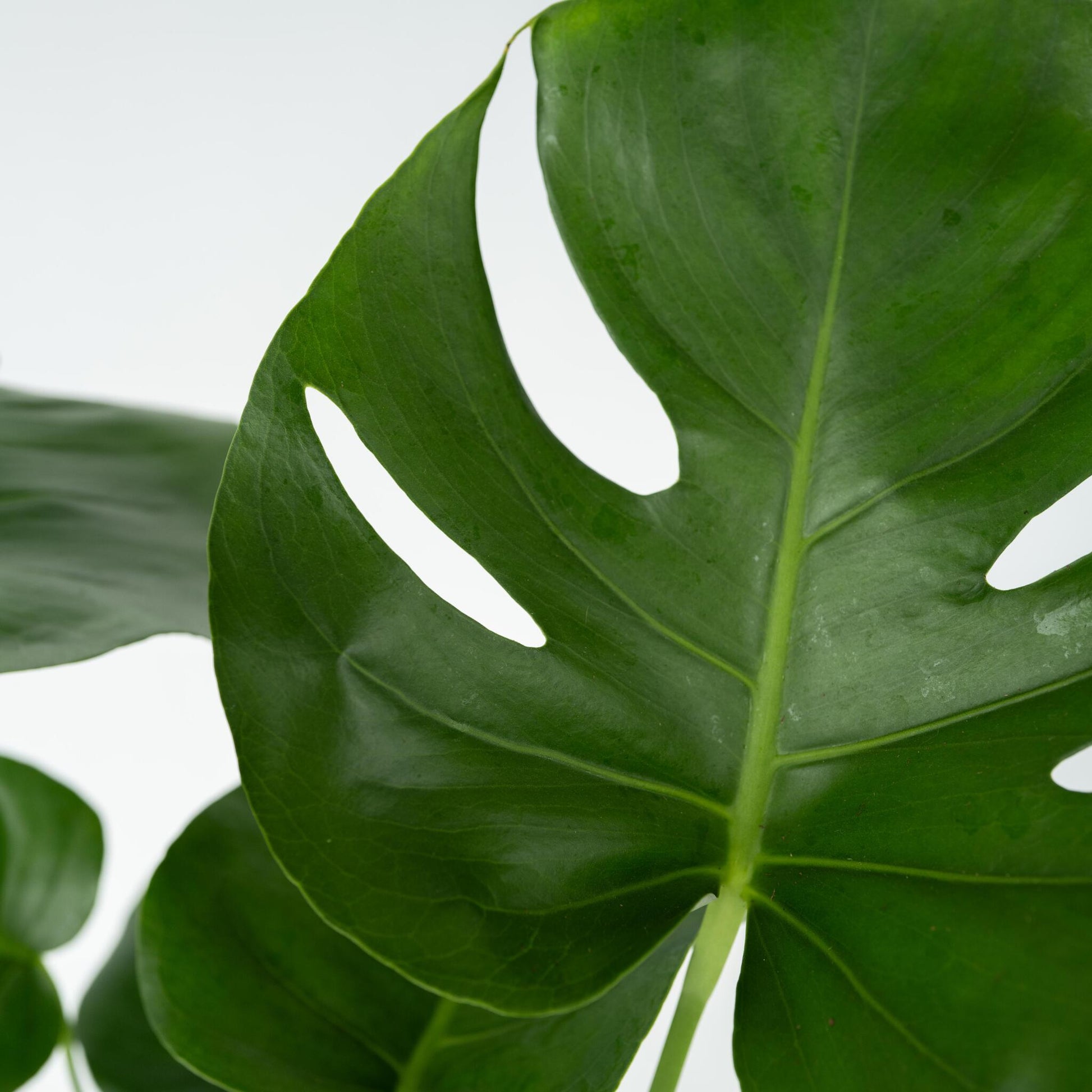 Costilla De Adán - Monstera Deliciosa - Incluye Cesta - Altura 50-60cm - ⌀17cm_3
