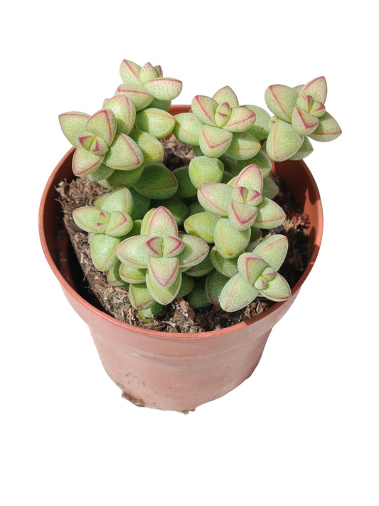 Crassula Brevifolia Planta Suculenta Natural Ø8_0