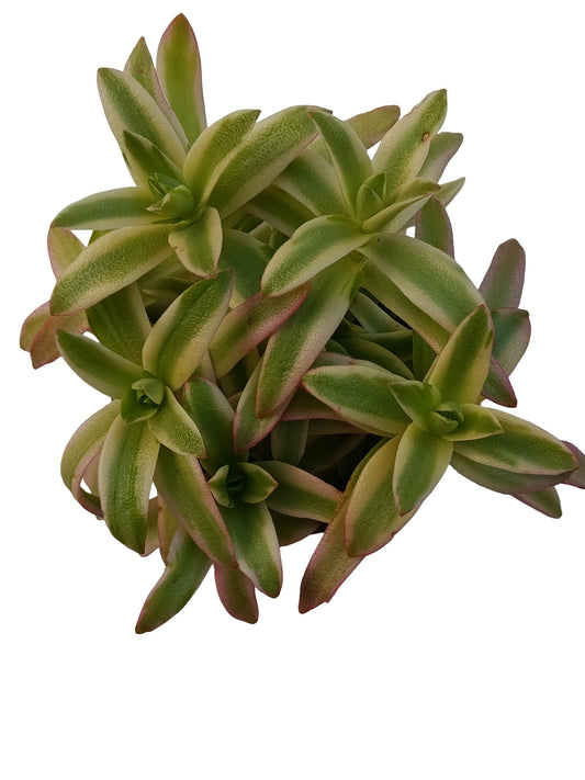 Crassula Campfire Variegata Planta Suculenta Natural Ø8_0