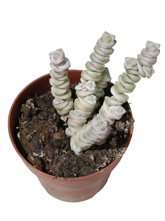 Crassula Fantasy Variegata Planta Suculenta Natural Ø8_0