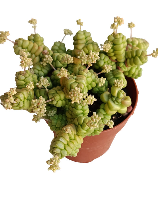 Crassula Marchandii Planta Suculenta Natural Ø8_0