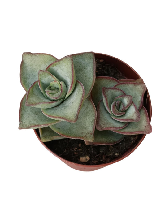 Crassula Perforata Planta Suculenta 5 Cm_0