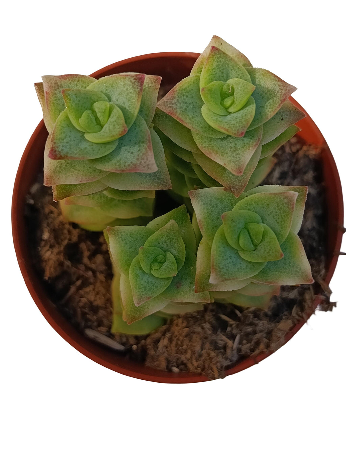 Crassula Perforata Variegata Planta Suculenta Natural Ø8_0