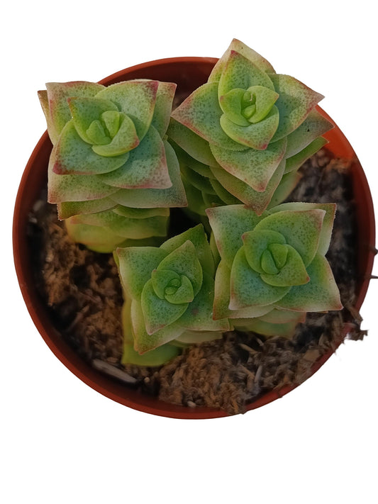 Crassula Perforata Variegata Planta Suculenta Natural Ø8_0