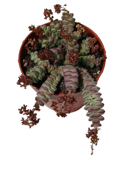 Crassula Rupestris Subsp. Marnieriana Planta Suculenta Natural Ø8_0