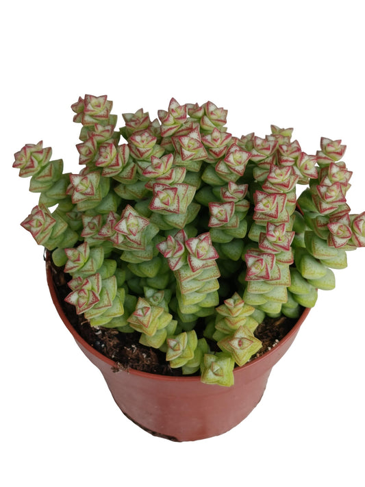 Crassula Tomb Thumb Planta Suculenta Natural Ø8_0