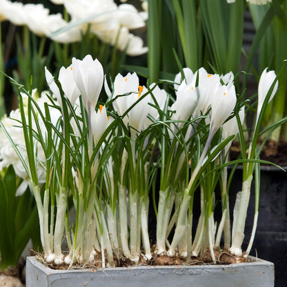 Crocus Caeruleus - 30 Pzs - Crocus 'white' - Bulbos De Flores - Blanco_1