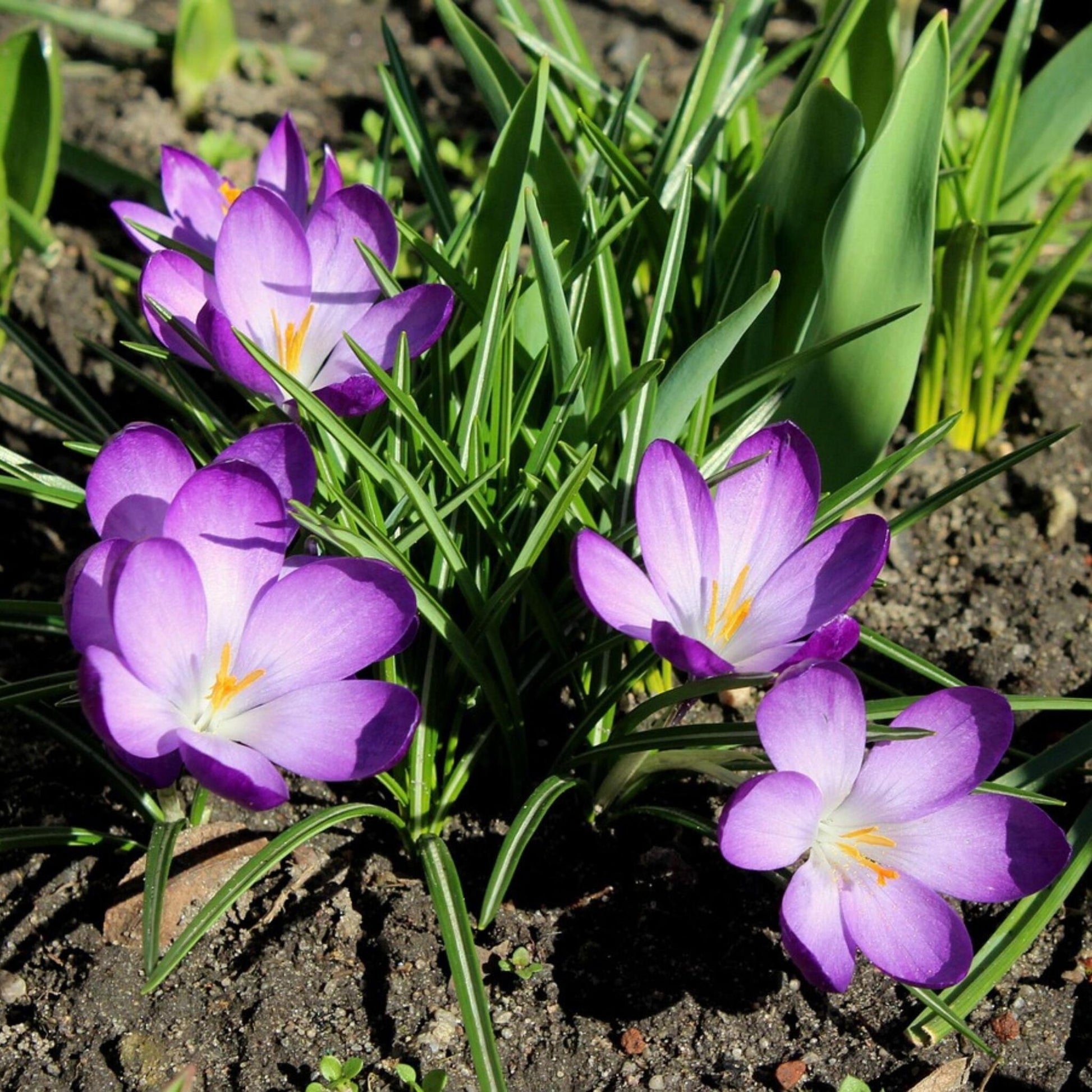 Crocus Tommasinianus - 200 Pzs - Crocus 'ruby Giant' - Bulbos De Flores_1