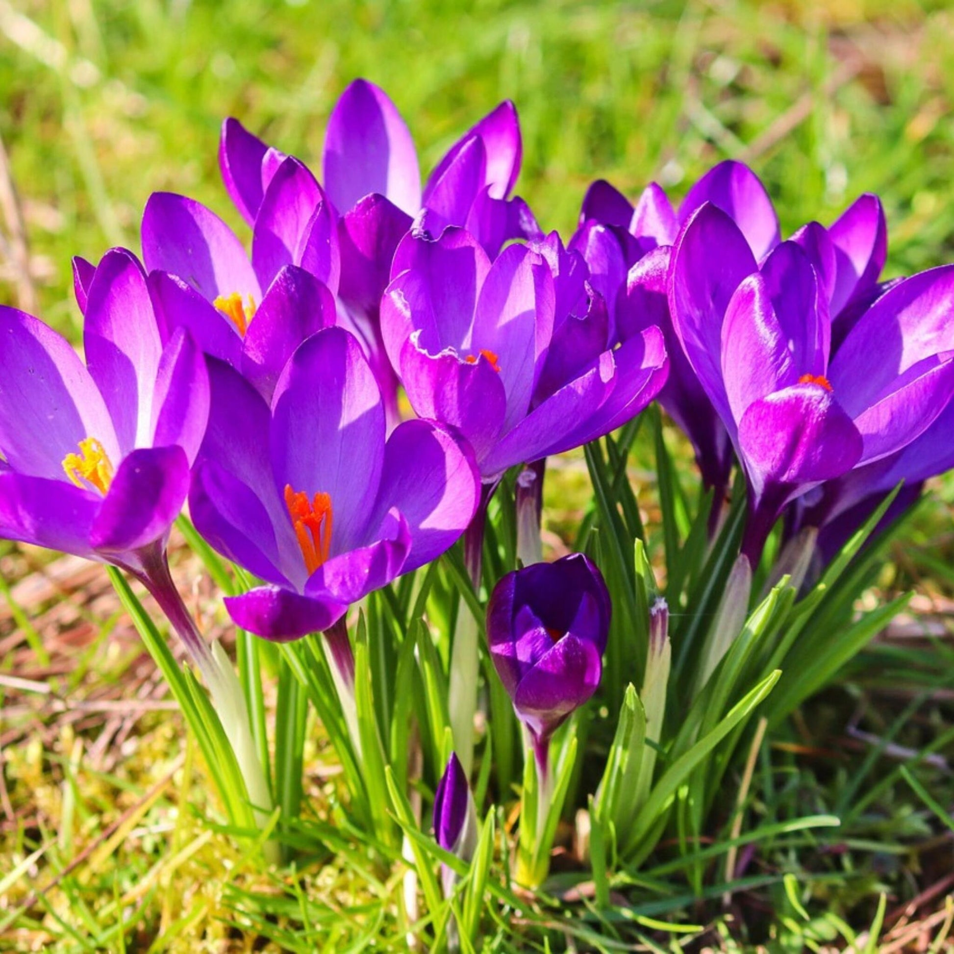 Crocus Tommasinianus - 200 Pzs - Crocus 'ruby Giant' - Bulbos De Flores_4