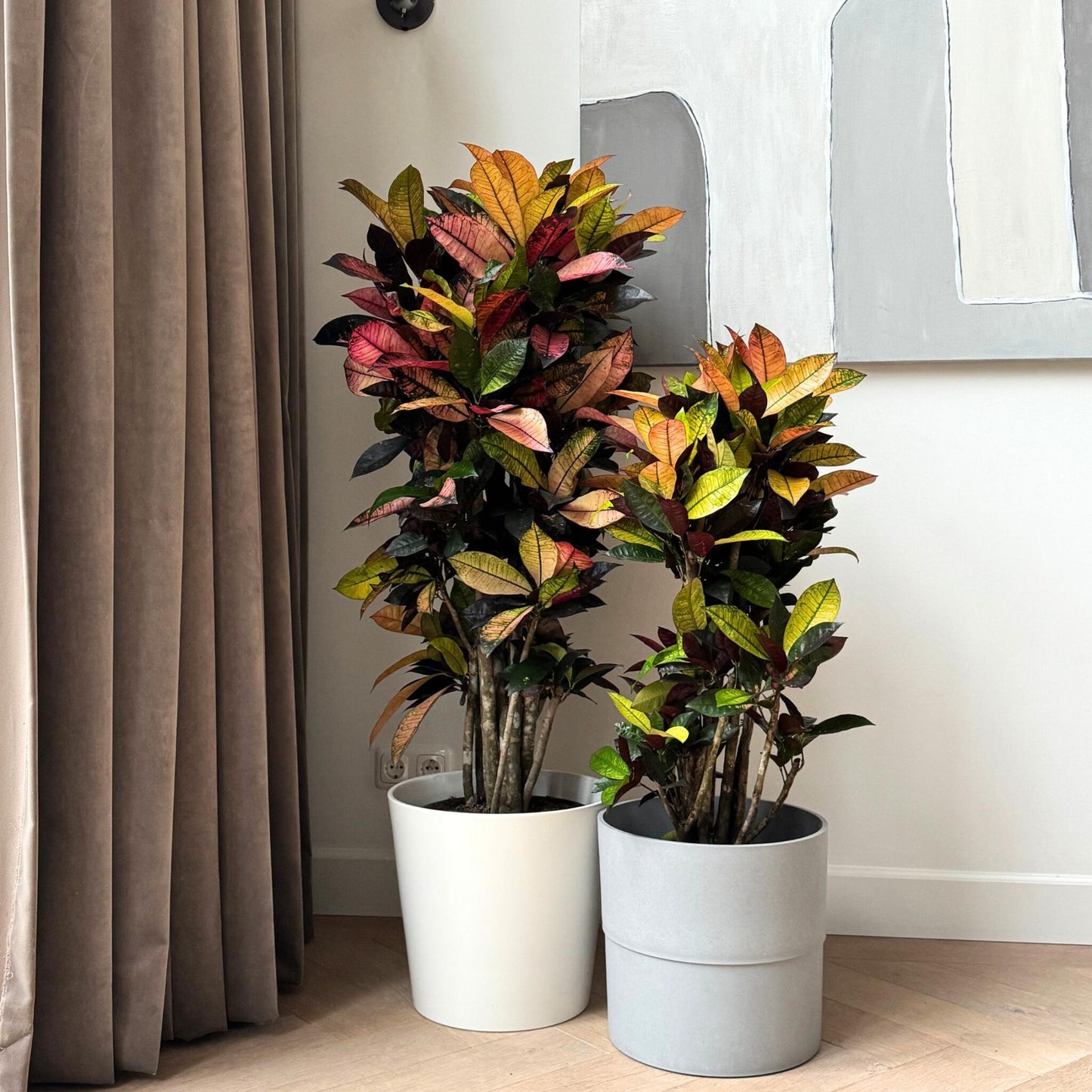 Croton - Codiaeum Variegatum 'mrs. Iceton' - Altura 140-150cm - ⌀31cm_4