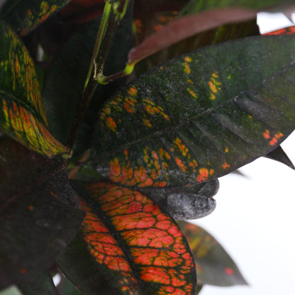 Croton - Codiaeum Variegatum 'mrs. Iceton' - Altura 60-70cm - ⌀19cm_3