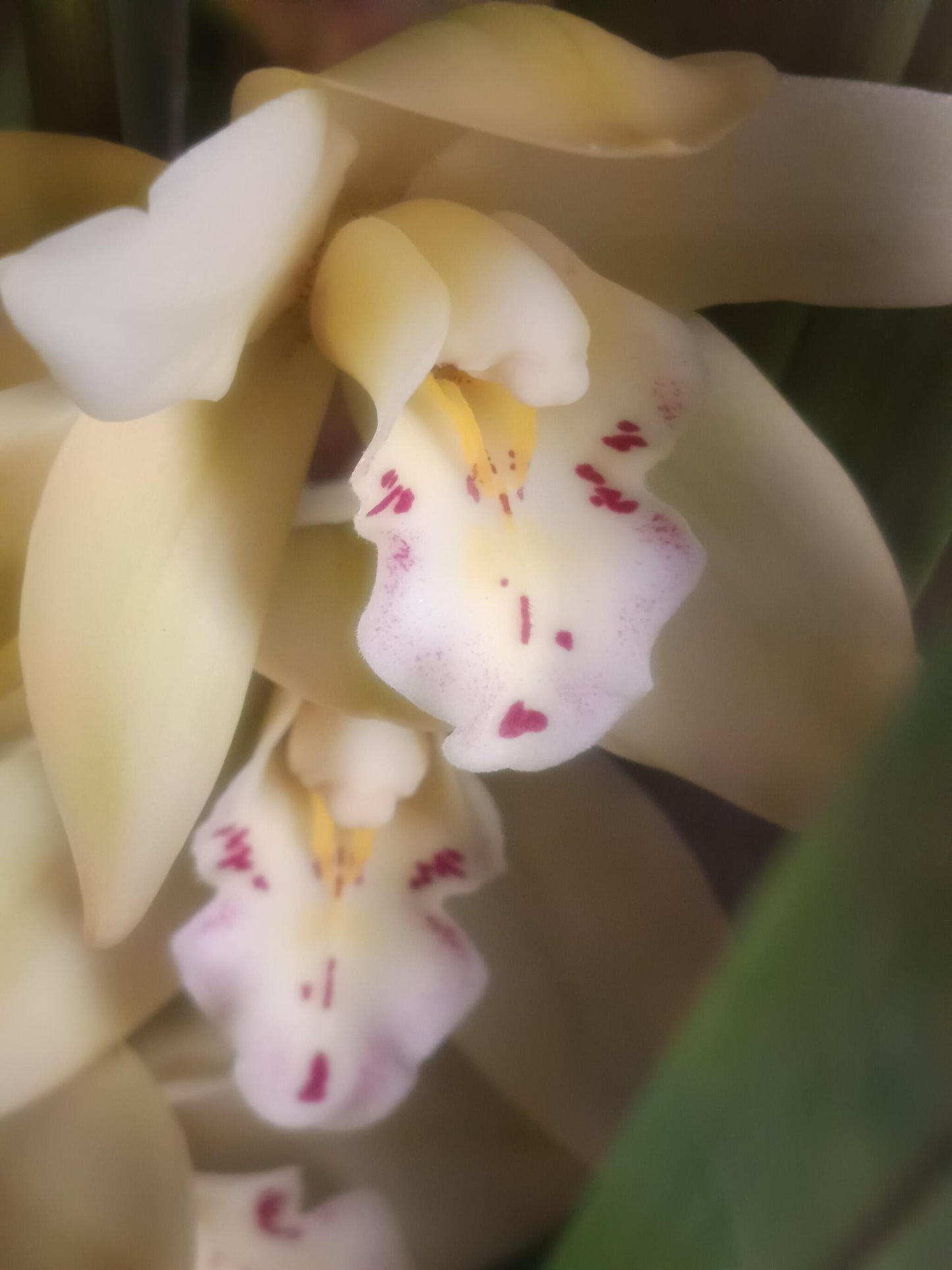Cymbidium Floración Nº 1 Orquidea Terrestre Tolera Frio Y Sequia Altura +70_0