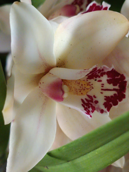 Cymbidium Floración Nº 3 Orquidea Terrestre Tolera Frio Y Sequia Altura +70_0