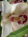 Cymbidium Florido Nº 3 Orquídea Terrestre Tolera O Frio E Seca Altura +70