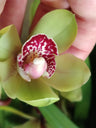 Cymbidium Florido Nº 4 Orquídea Terrestre Tolera O Frio E Seca Altura +70