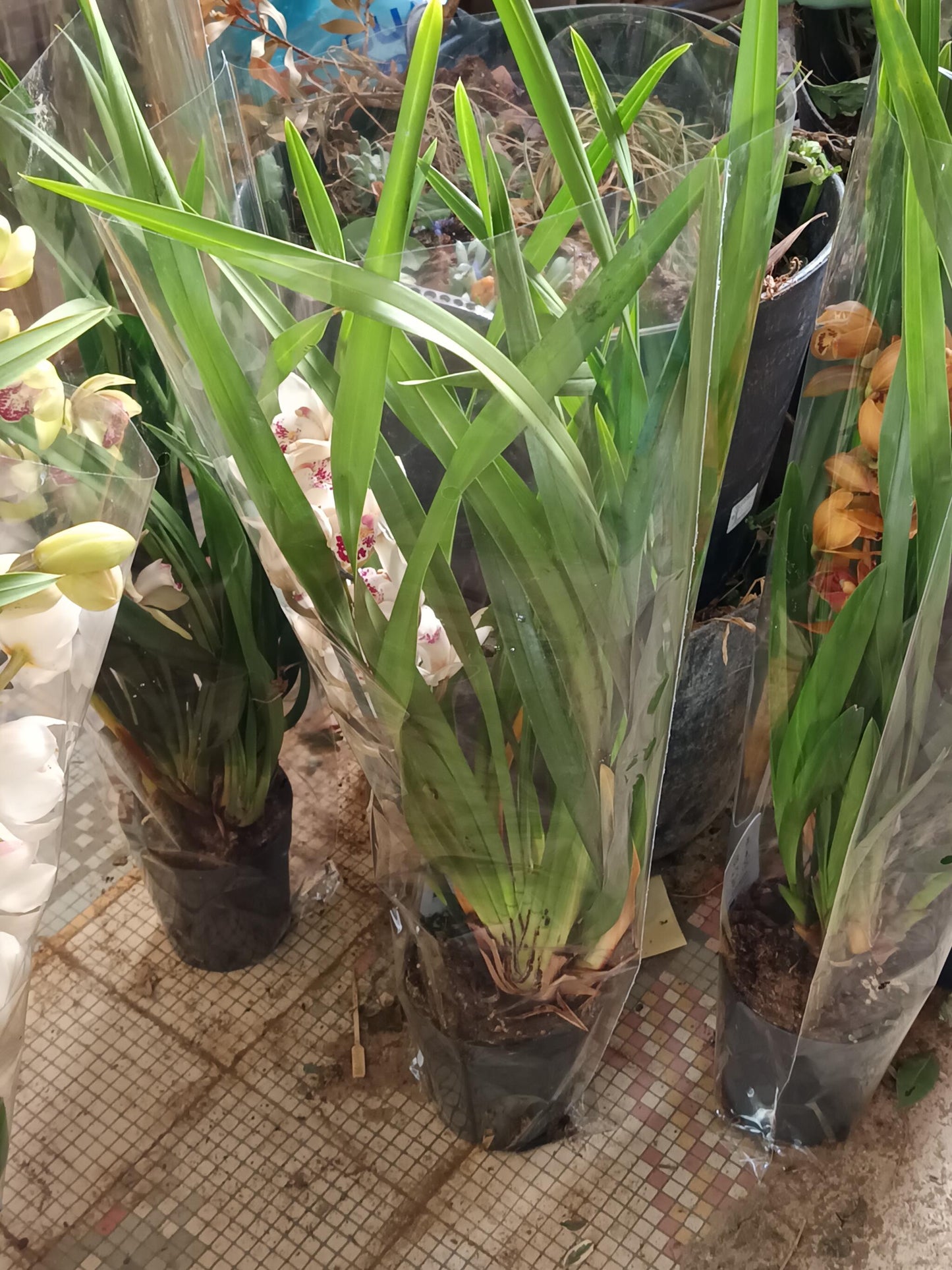 Cymbidium Floración Nº 4 Orquidea Terrestre Tolera Frio Y Sequia Altura +70_1