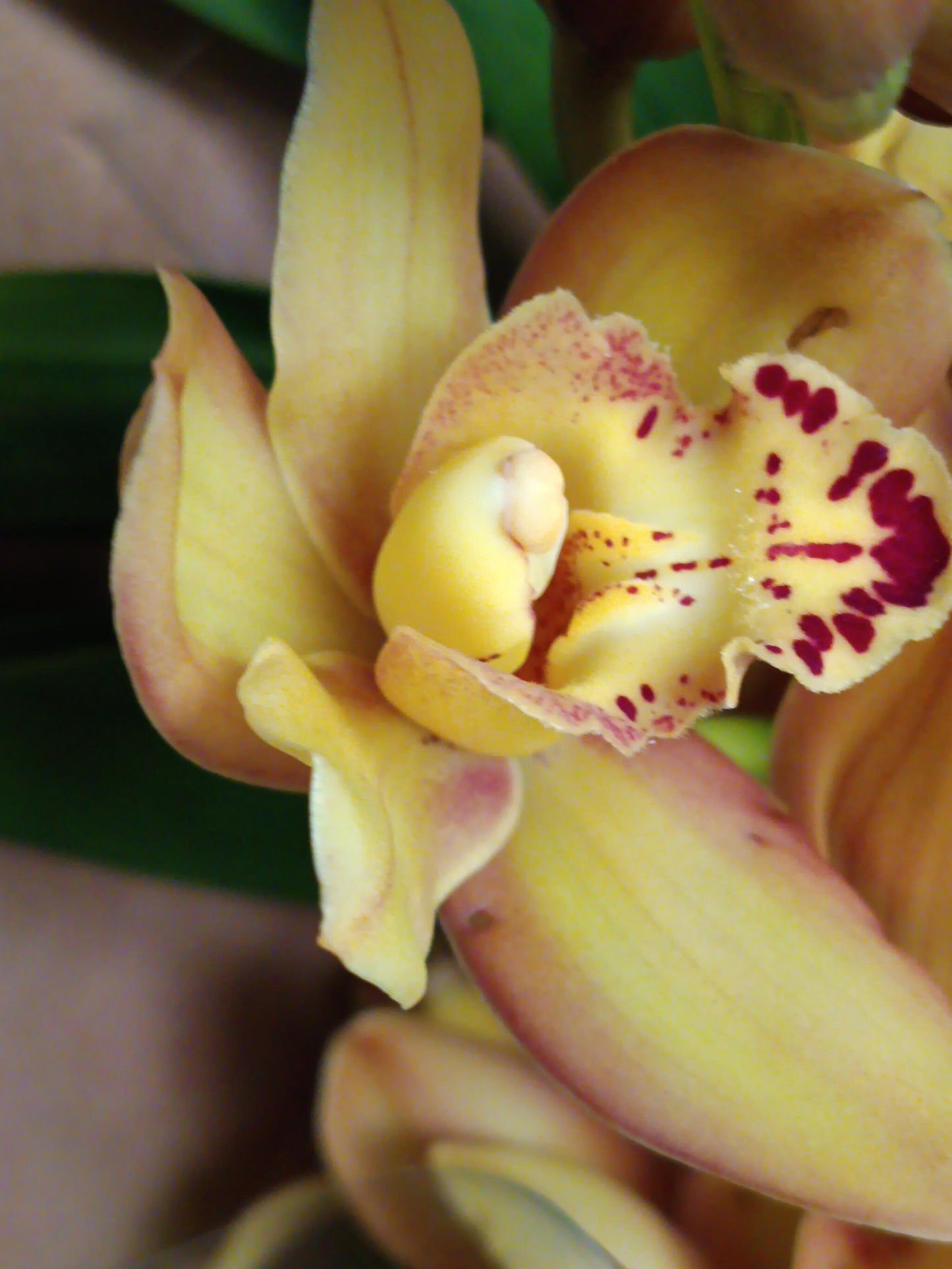 Cymbidium Floración Nº 5 Orquidea Terrestre Tolera Frio Y Sequia Altura +70_0
