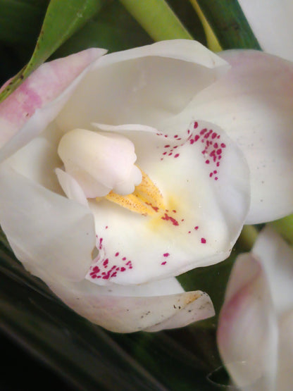 Cymbidium Floración Nº 6 Orquidea Terrestre Tolera Frio Y Sequia Altura +70_0