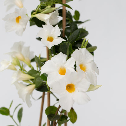 Dipladenia - Mandeville 'rio White' - Altura 60-70cm - ⌀17cm_3