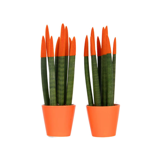 Dracaena Cylindrica - 2 Pzs - Sansevieria Cylindrica - Altura 20-40cm - ⌀9cm_0