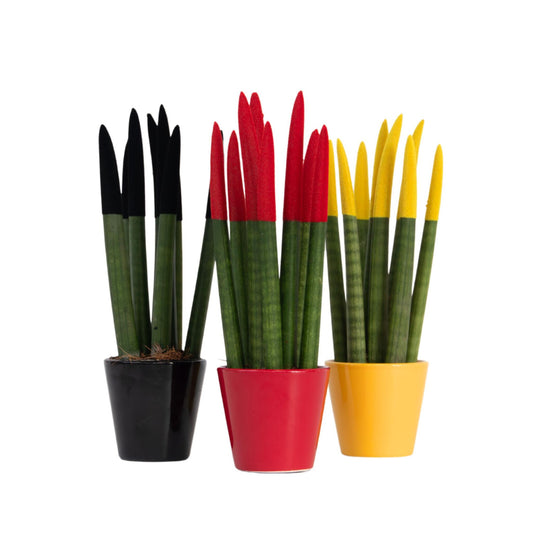 Dracaena Cylindrica - 3 Pzs - Sansevieria Cylindrica - Altura 20-40cm - ⌀9cm_0