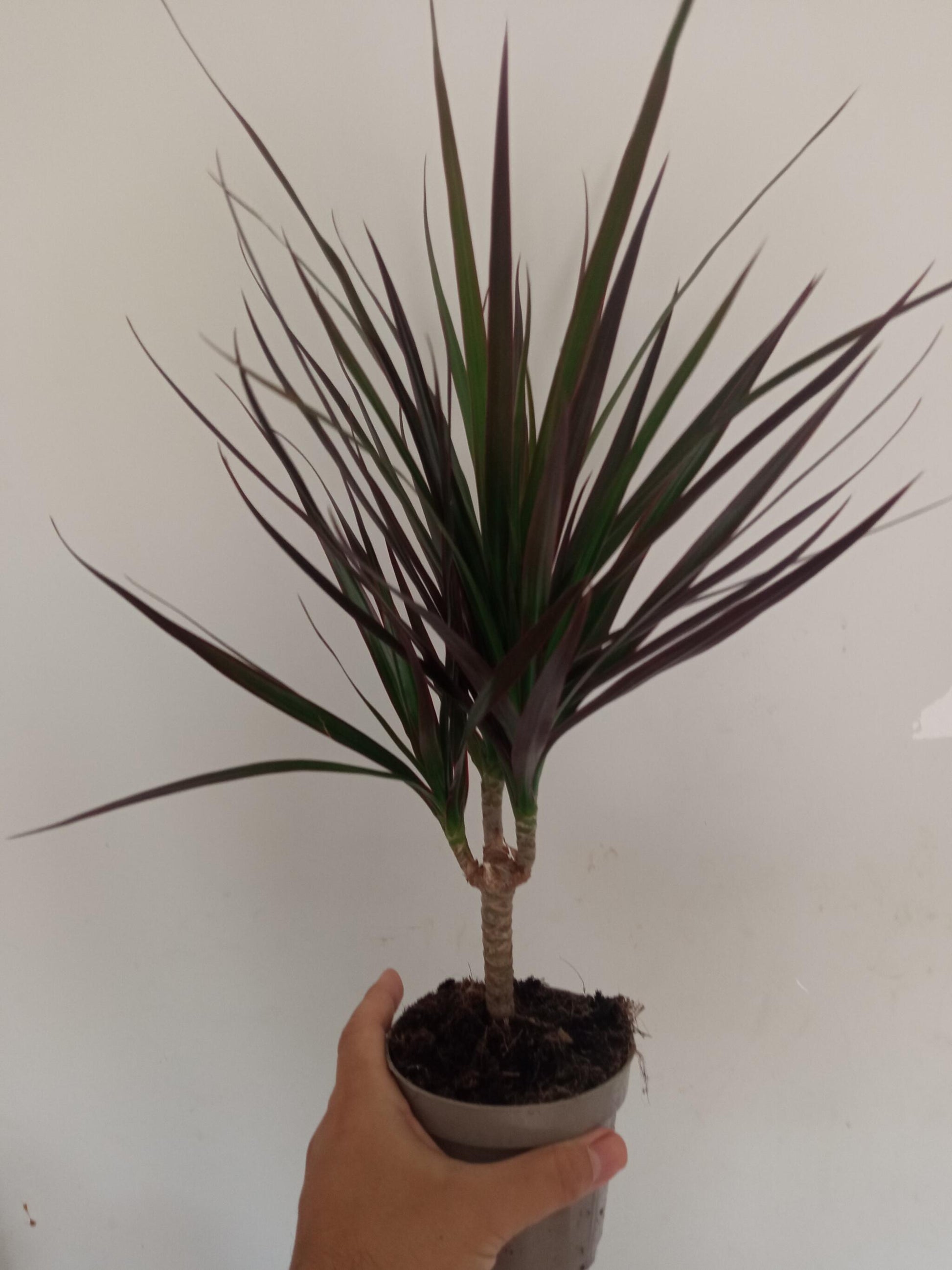 Dracaena Marginata Planta Interior_0