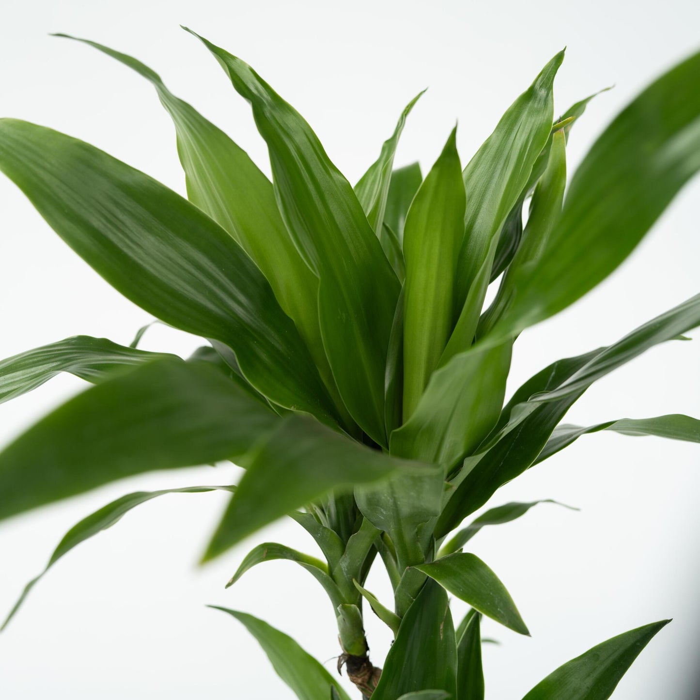 Drácena - 2 Pzs - Dracaena Deremensis 'janet Craig' - Altura 60-70cm - ⌀17cm_3