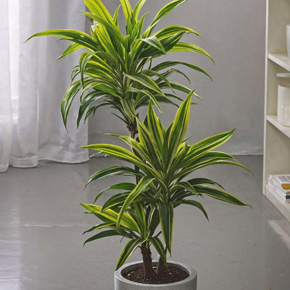 Drácena - 2 Pzs - Dracaena Deremensis 'lemon Lime' - Altura 60-70cm - ⌀17cm_1