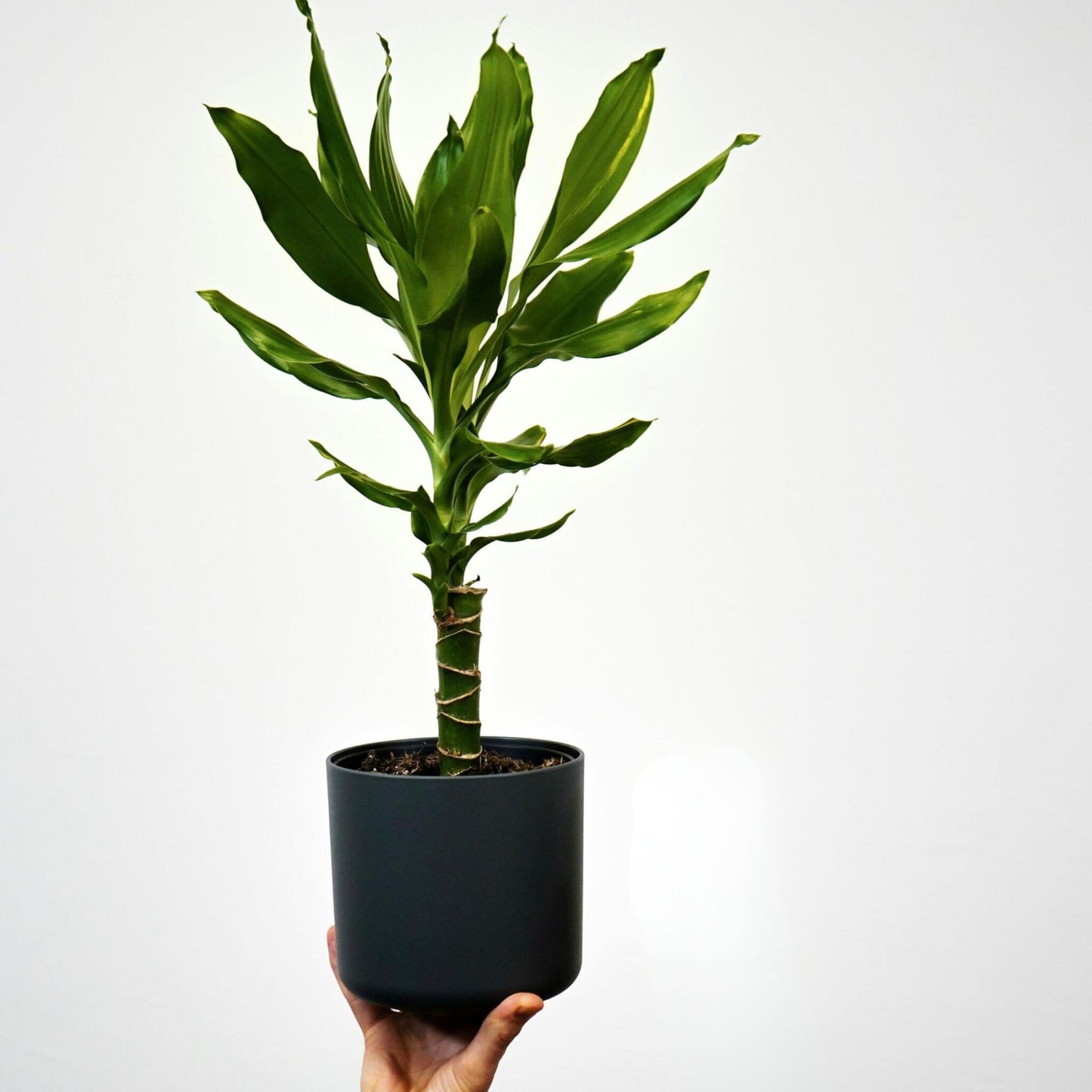 Drácena - 2 Pzs - Dracaena Deremensis 'warneckei' - Altura 60-70cm - ⌀17cm_1