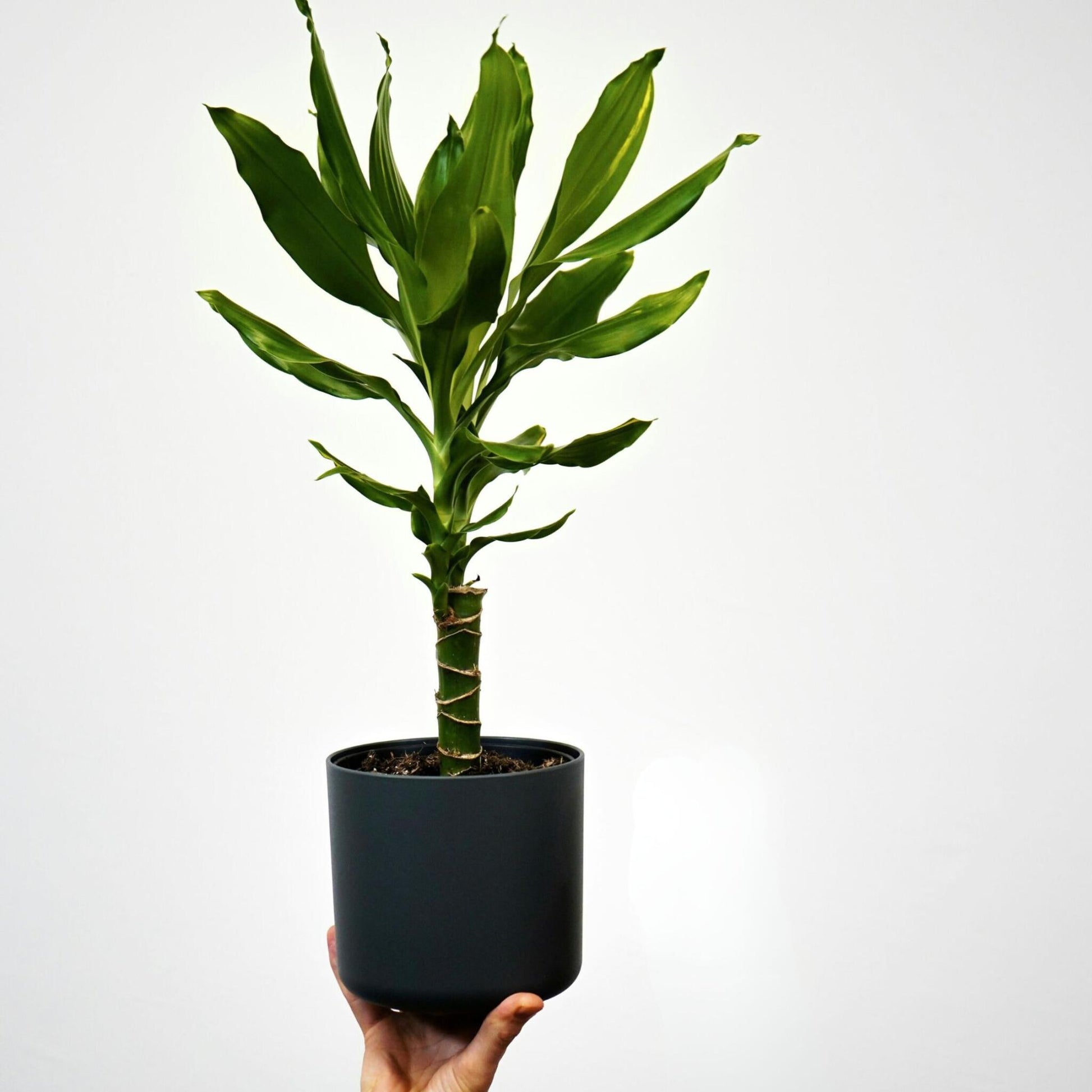 Drácena - 2 Pzs - Dracaena Deremensis 'warneckei' - Altura 60-70cm - ⌀17cm_1