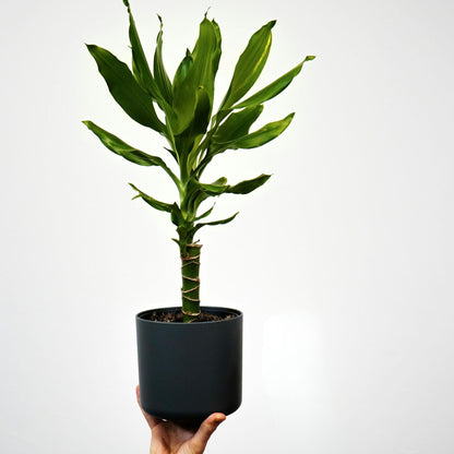 Drácena - 2 Pzs - Dracaena Deremensis 'warneckei' - Altura 60-70cm - ⌀17cm_1