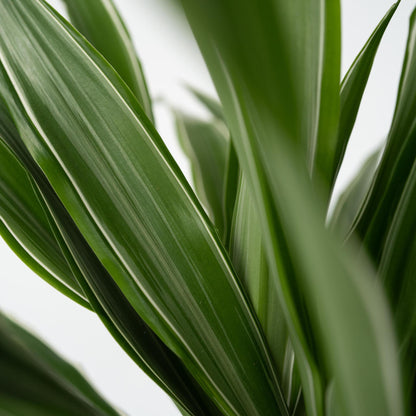 Drácena - 2 Pzs - Dracaena Deremensis 'warneckei' - Altura 60-70cm - ⌀17cm_3