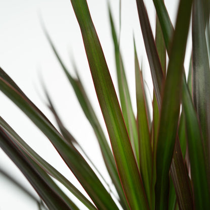 Drácena - 2 Pzs - Dracaena Marginata 'magenta' - Altura 70-80cm - ⌀17cm_3