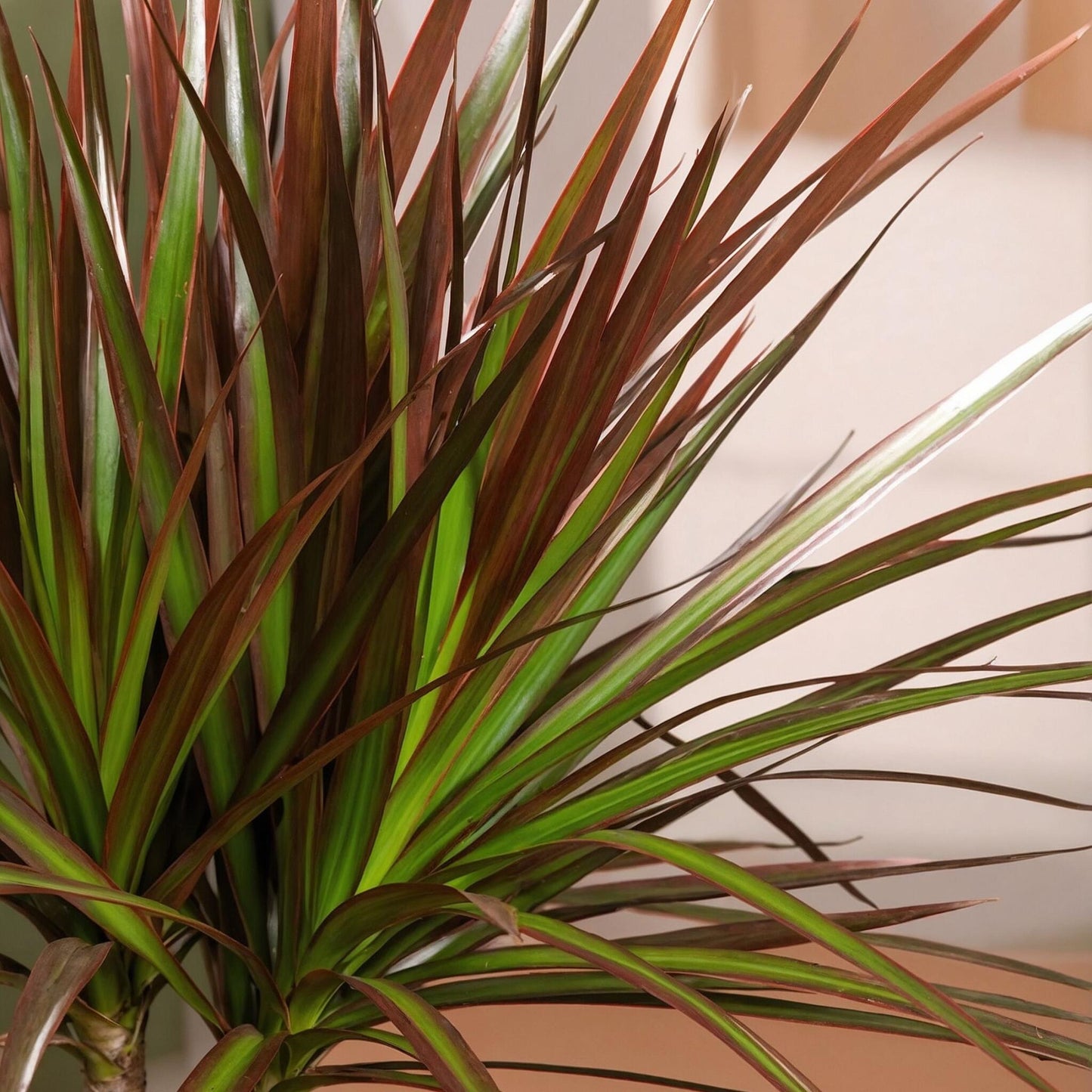 Drácena - 3 Pzs - Dracaena Marginata - Altura 30-40cm - ⌀12cm_1