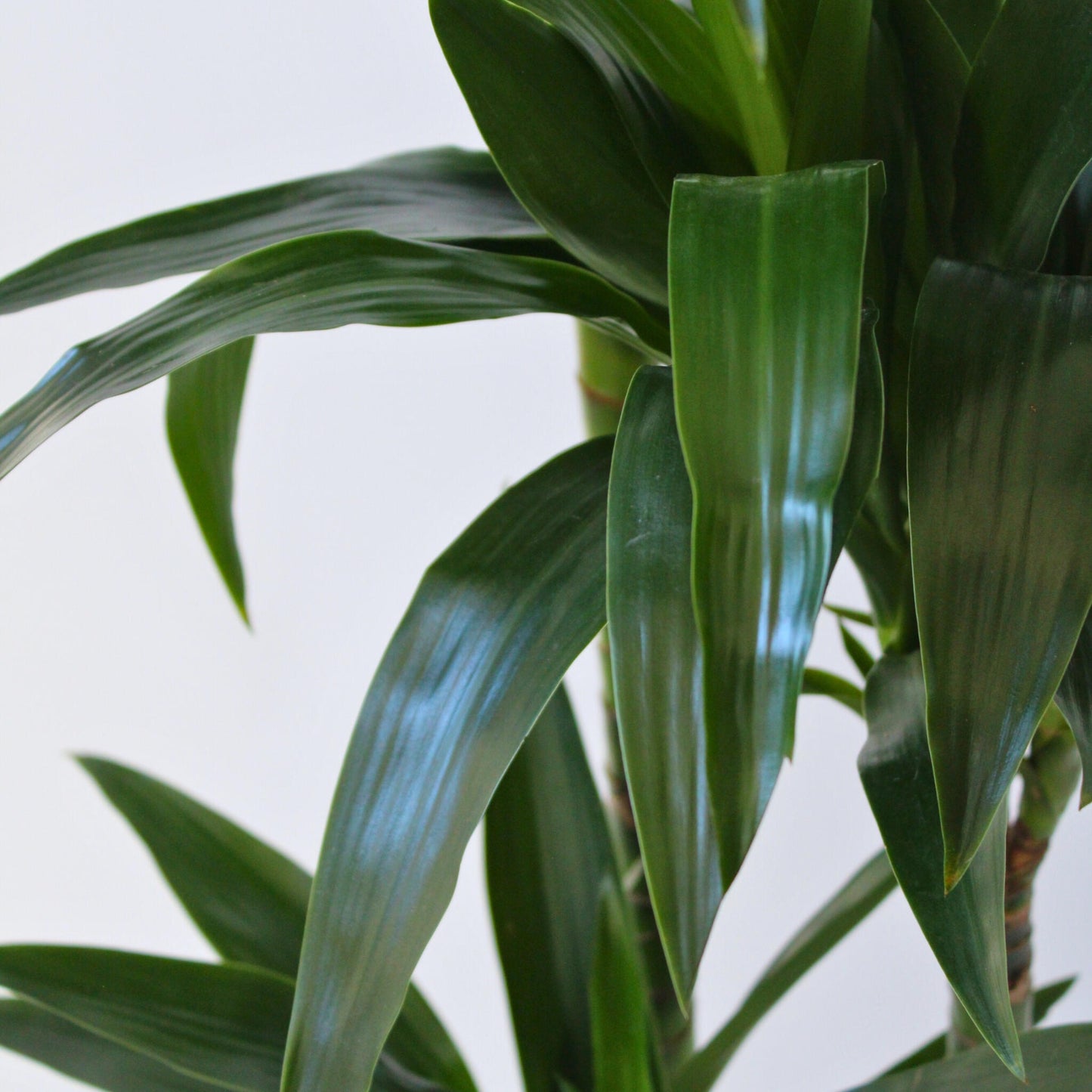 Drácena - Dracaena Deremensis 'janet Craig' - Altura 140-150cm - ⌀24cm_3