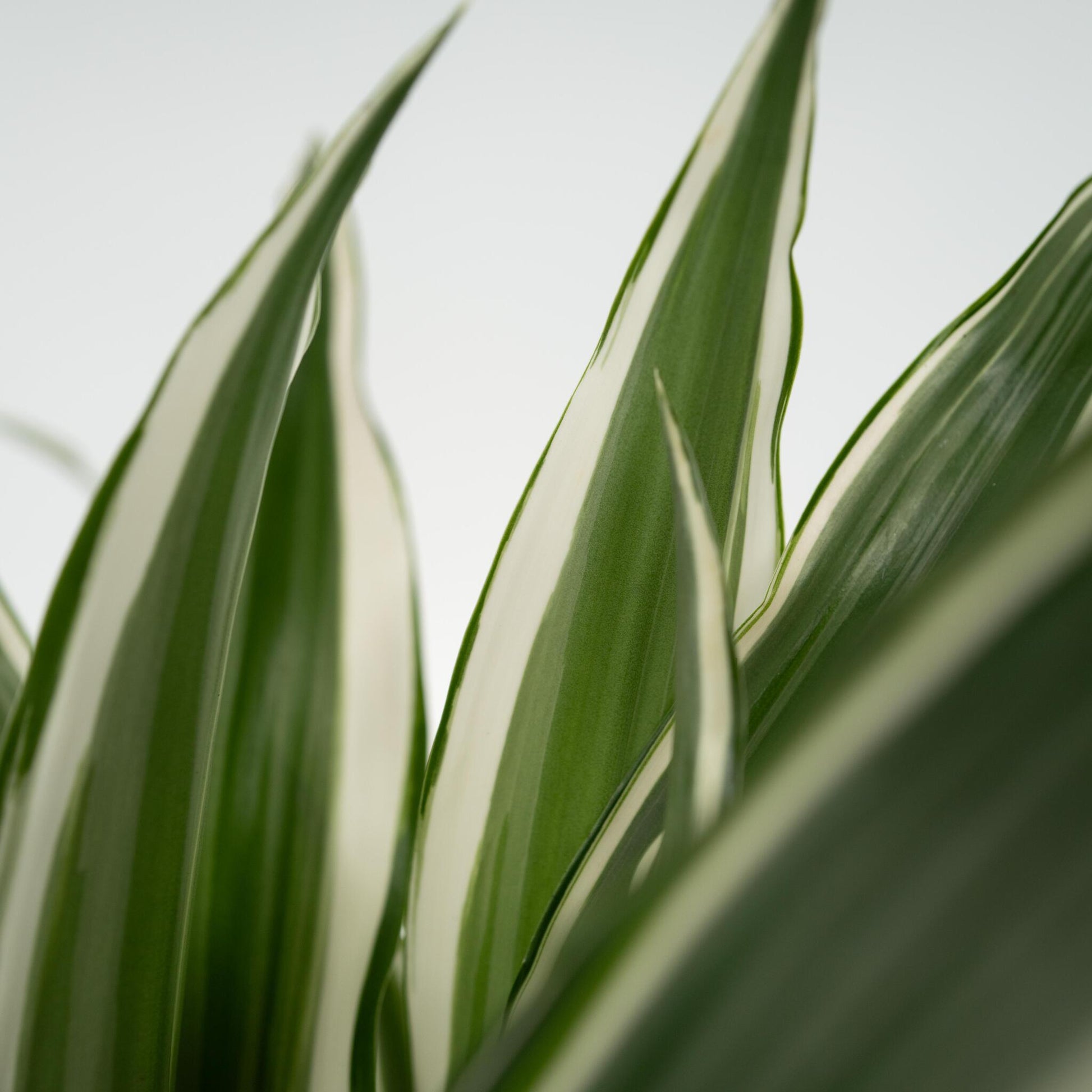 Drácena - Dracaena Deremensis 'white Stripe' - Altura 60-70cm - ⌀17cm_3
