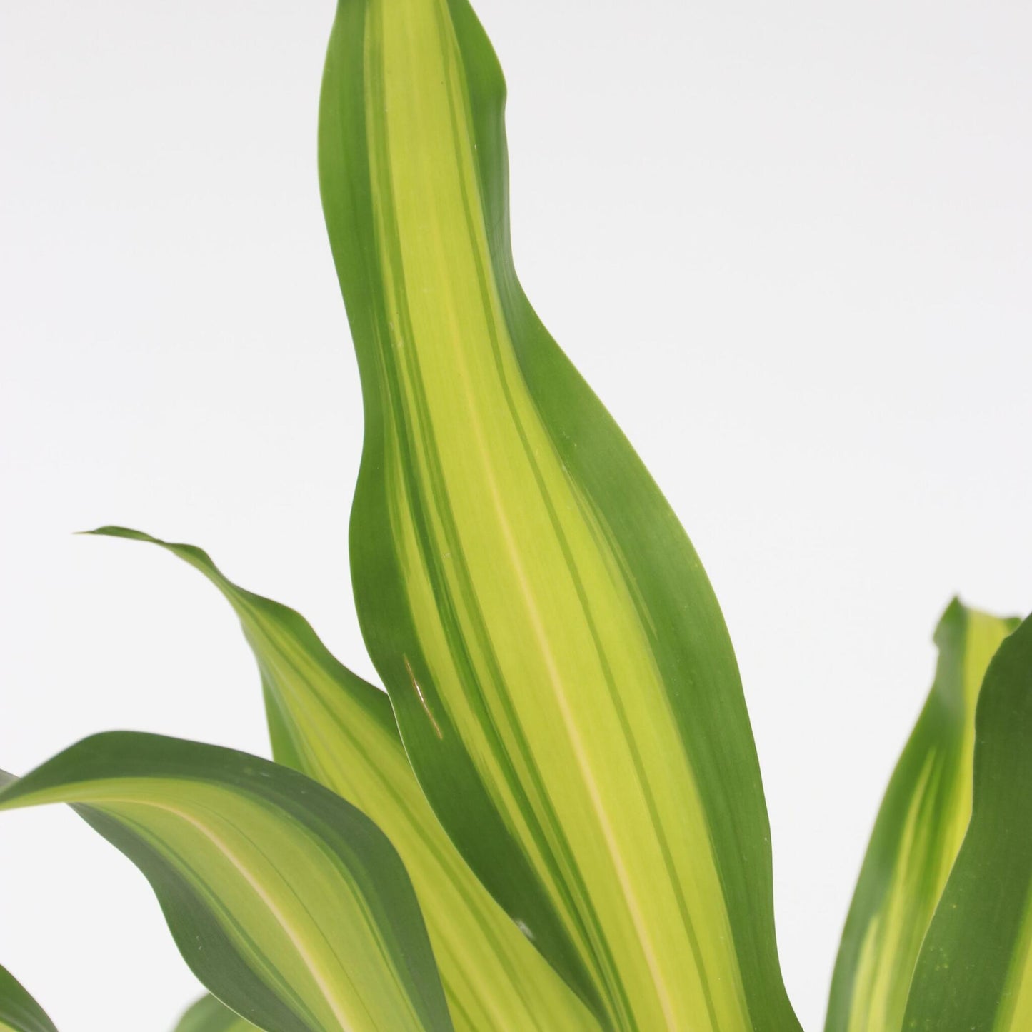 Drácena - Dracaena Fragrans 'charley' - Altura 100-110cm - ⌀24cm_3