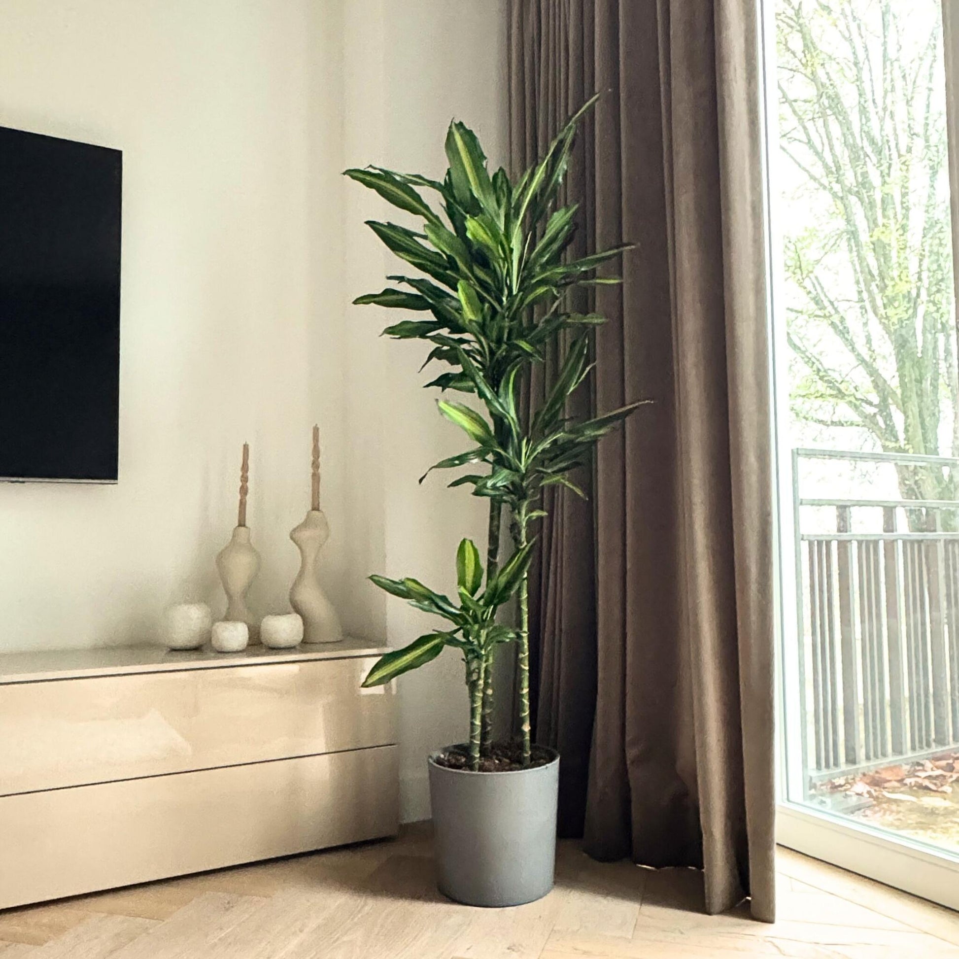 Drácena - Dracaena Fragrans 'cintho' - Altura 140-150cm - ⌀24cm_1