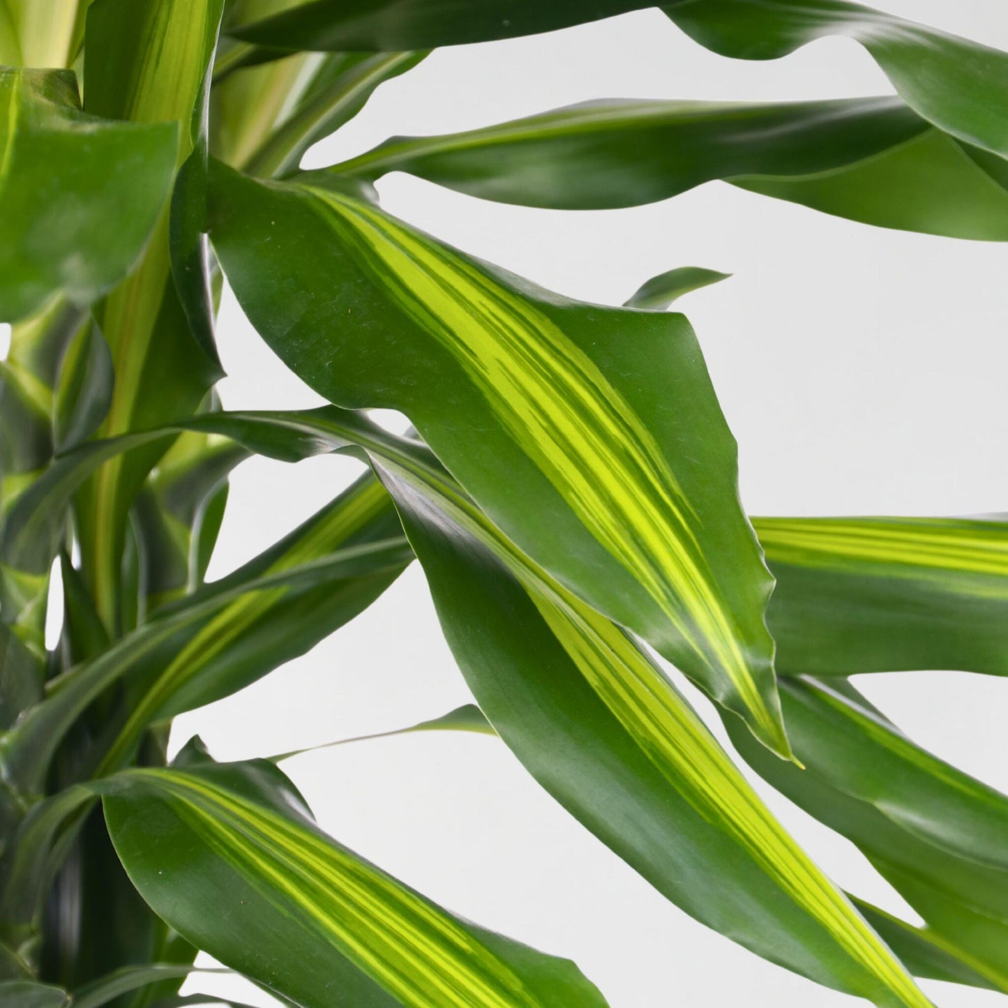 Drácena - Dracaena Fragrans 'cintho' - Altura 140-150cm - ⌀24cm_3